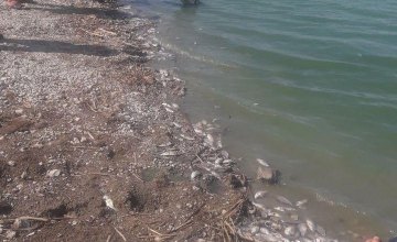 На Днепропетровщине произошел массовый замор рыбы на водохранилище