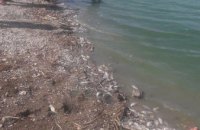 На Днепропетровщине произошел массовый замор рыбы на водохранилище