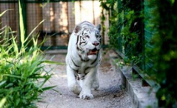 В зоопарке Бердянска родились 4 белых бенгальских тигрят (ВИДЕО)