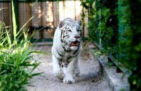 В зоопарке Бердянска родились 4 белых бенгальских тигрят (ВИДЕО)