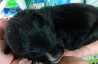 Полицейские Днепра спасли крохотного новорожденного щенка
