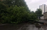 В Центральном районе Днепра на проезжую часть рухнуло дерево (ФОТО)