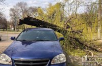 В Кривом Роге на автомобиль упало дерево (ФОТО) 