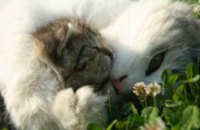 Девушки Днепропетровска помогут кошкам, котам и котятам найти новый дом