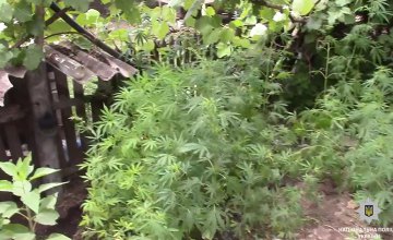 В Криворожском районе мужчина высадил на огороде плантацию конопли (ВИДЕО)
