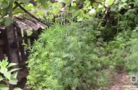 В Криворожском районе мужчина высадил на огороде плантацию конопли (ВИДЕО)