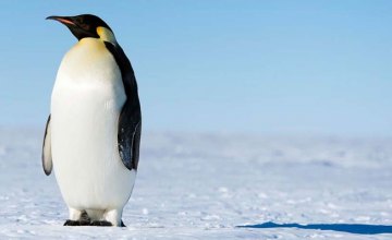 Ученые обнаружили останки доисторического пингвина ростом около 1,7 м