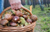 С начала осени на Днепропетровщине 5 человек отравились грибами