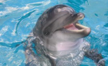 Дельфинарий пробудет в Днепропетровске год