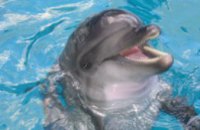 Дельфинарий пробудет в Днепропетровске год