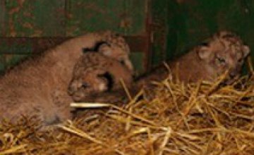 В Одесском зоопарке родились 3 львенка