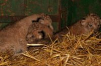 В Одесском зоопарке родились 3 львенка