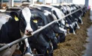 Селянам Днепропетровщины помогут создать собственную молочную ферму