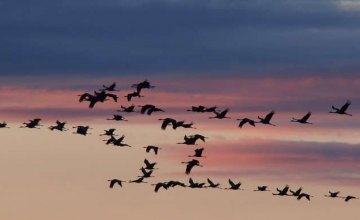 В Днепропетровском регионе ухудшились условия для миграции птиц, - орнитолог Александр Пономаренко 