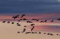 В Днепропетровском регионе ухудшились условия для миграции птиц, - орнитолог Александр Пономаренко 