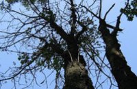 В Днепропетровске за первое полугодие снесли более 1 тыс аварийных деревьев