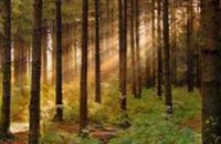 «Днепродзержинский лесхоз» проводит профилактику лесных пожаров 