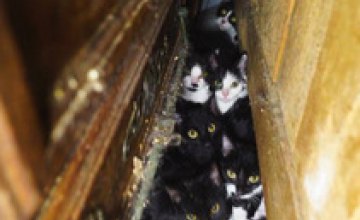 В Париже женщина держала в однушке 130 кошек (ВИДЕО)