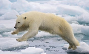 Из-за глобального потепления белые медведи могут вымереть за 10 лет – ученые