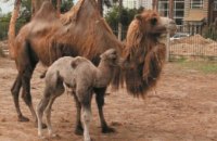 В Харьковском зоопарке родился верблюжонок (ФОТО, ВИДЕО)