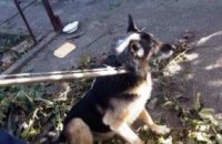 В Днепре собака упала в 2-метровую яму (ФОТО)