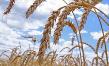В Днепропетровской области неизвестный поджег пшеничное поле