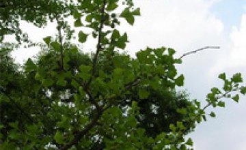 Днепропетровские ЖЭКи обяжут заключать договоры на снос деревьев