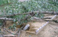 В Новомосковске дерево упало на песочницу