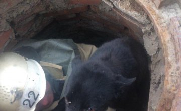 В Запорожской области собака упала в 3-х метровый колодец (ФОТО)