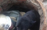 В Запорожской области собака упала в 3-х метровый колодец (ФОТО)