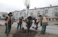 В Днепре на просп. Поля высадят более 200 молодых деревьев