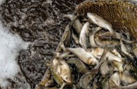  За два месяца нереста на Днепропетровщине задержали более 800 «черных рыбаков»