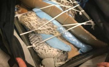 В «Борисполе» в чемодане пассажира обнаружили 3 соколов