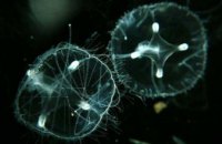 Ученые подтвердили наличие в Днепре медуз-хищников (ФОТО)