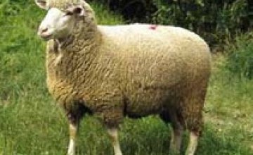 Украина запретила ввоз овец и коз из Нидерландов
