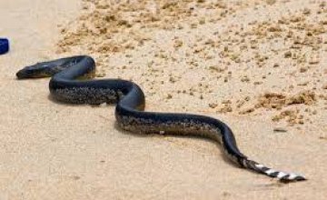  Пляжи Буэнос-Айреса закрыты из-за нашествия змей