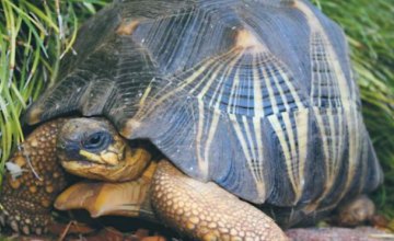 Из австралийского зоопарка пропала редкая черепаха