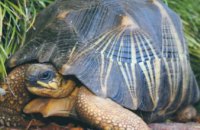 Из австралийского зоопарка пропала редкая черепаха