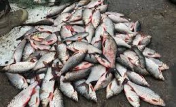 С начала года браконьеры выловили из водоемов Днепропетровщины почти 9 тонн рыбы