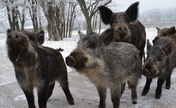 Как зимуют животные в заповеднике Павлоградского химзавода 