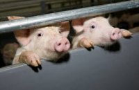 В Днепропетровской области зарегистрировано 3 очага африканской чумы свиней