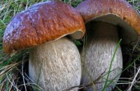 Ученые рассказали о полезных свойствах грибов