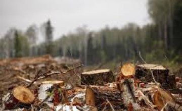 На Днепропетровщине трое мужчин занимались незаконной вырубкой леса