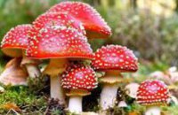 Как распознать отравление грибами (ПРИЗНАКИ)