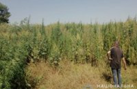 На Днепропетровщине более 1000 растений конопли прятали в полях с кукурузой