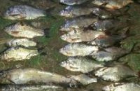 На Днепропетровщине за май задержаны более 500 нарушителей нерестового запрета на ловлю рыбы (ФОТО)