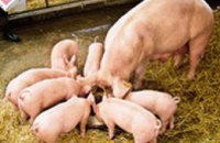 В Тернопольской области на ферме отравились угарным газом 400 свиней