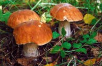 В Запорожской области семья из 5 человек отравилась грибами