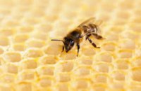 Американские ученые научили  пчелу садиться на воду (ВИДЕО)