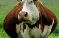 В Одесской области коровы начали взрываться от обжорства 